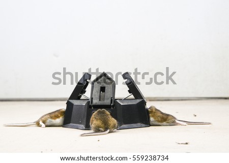 Three hole trap with trapped mice in each compartment, from mouse infested area.  Deer mice are carriers of Hantavirus which can kill humans and thus pose a serious health risk Royalty-Free Stock Photo #559238734