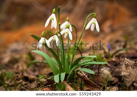 Snowdrop spring flowers. Delicate Snowdrop flower is one of the spring symbols telling us winter is leaving and we have warmer times ahead. Fresh green well complementing the white blossoms. Royalty-Free Stock Photo #559243429