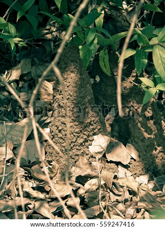 Anthill in the soil