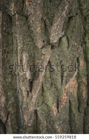 Tree bark texture. natural background wood surface