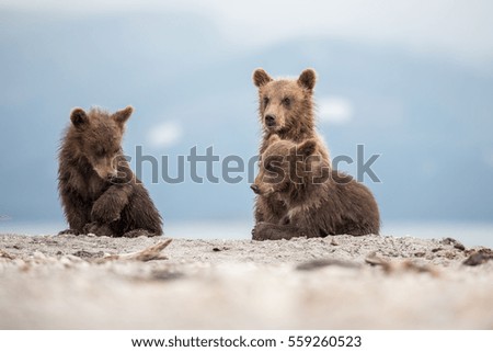 Little cubs waiting for his mother bear