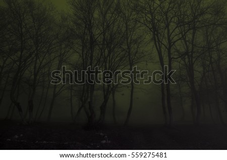Silhouette of trees at night, Spooky foggy forest. Scary horror concept
