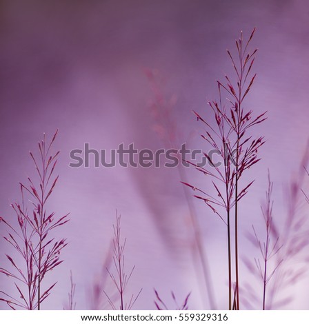 grass flower / wild flower in pink purple color with a smooth background. image
