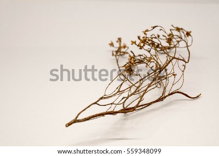 Dried branch of plant on white background.