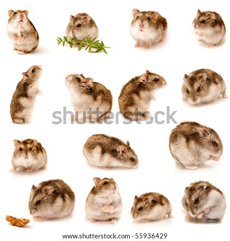 great hamster collection