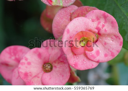 Macro photography of the pink crown of thorns flower.