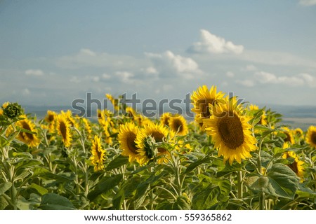 Sunflowers with the blue sky.