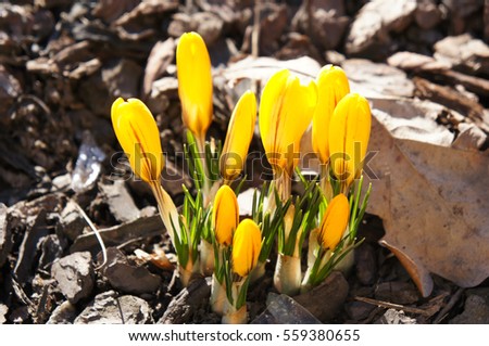 Fresh yellow crocus or saffron flowers buds 