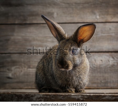funny rabbit on wooden background