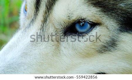 Siberian Husky in the forest with texture background