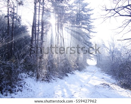 Sun shines thru the tree into the woods on a sunny winter day