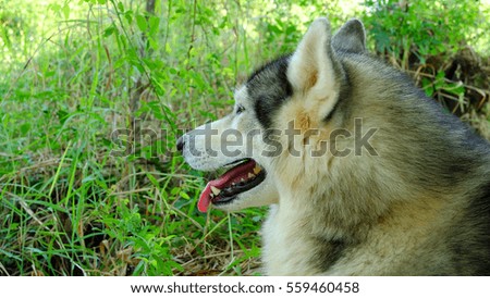 Siberian Husky in the forest with texture background
