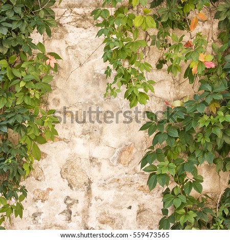 A square photo of green leaves against an old stone wall, a background with copyspace