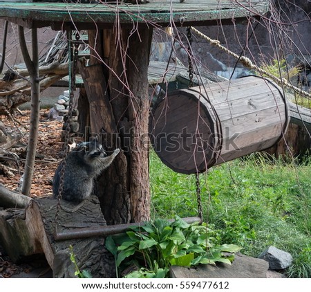 Raccoon gargle plays at the zoo in its aviary.