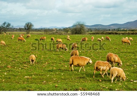 many sheep grazing in a green meadow farm