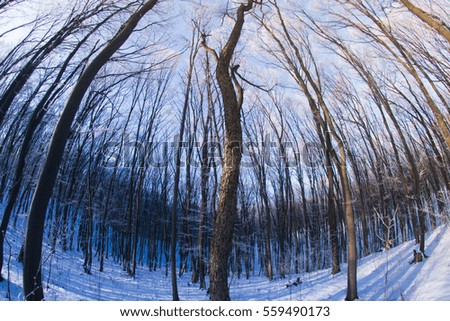 Winter forest in the fish-eye.