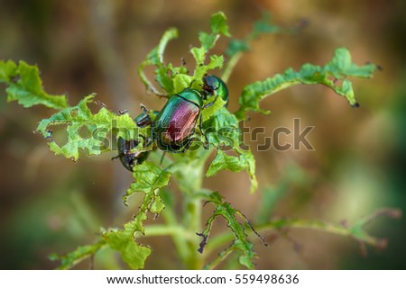 Green leaf scarab Royalty-Free Stock Photo #559498636