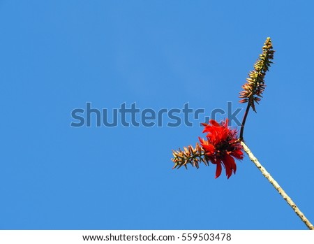 beautiful red orange group flowers blue sky background, Indian Coral Tree, Variegated Tiger's claw, Erythrina variegata, plant with green yellow pattern color leaves in tropical zone