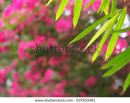 green bamboo leaves with colorful natural lighting on bright bokeh background