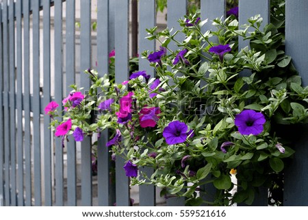flowers on fence