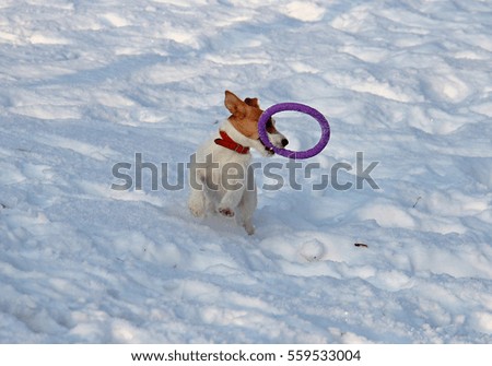 funny dog plays in the snow