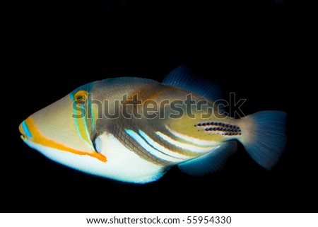 Picasso Triggerfish in Aquariu, against black background