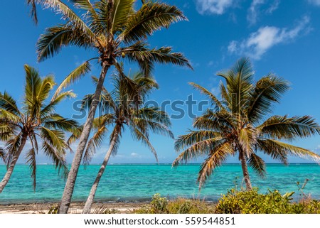 Island Paradise with Palm Trees