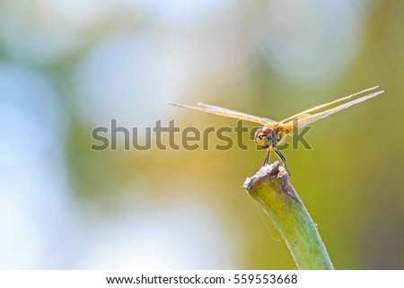 Beautiful nature scene Cost-up or Macro picture of dragonfly. Dragonfly in the nature. Dragonfly in the nature habitat.