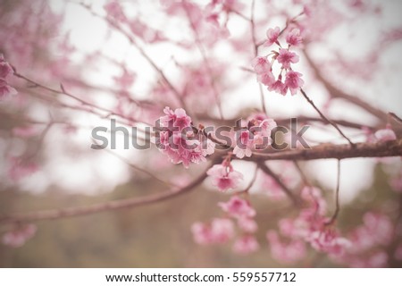 Beautiful cherry blossom sakura flowers soft and blurred background.

