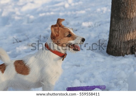 funny dog plays on snow