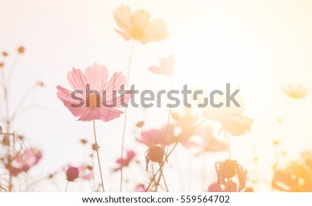 Vintage photo of flower in the garden with retro filter effect style for soft background.Abstract Cosmos flowers in sunset background. Nature and environment concept.Soft pastel tone color style.