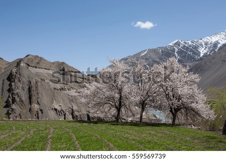 cultivated area at Leh, Ladakh, Northern India.  The picture has mountain,  apricot tree, nice sky as background