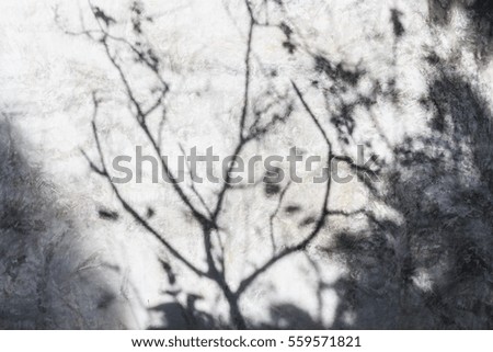 tree light and shadow  on white wall background