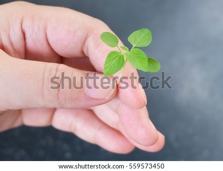 Ecology and Environment Concept, Close Up of Hand Holding Carefully Young Plant to Growing in A New Place.