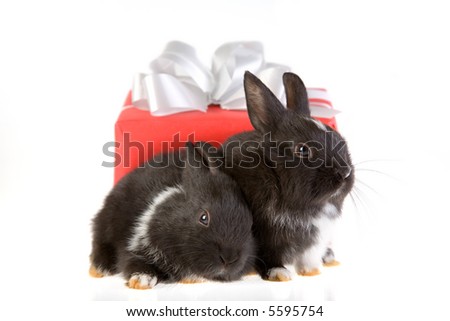 two bunny and a red gift box