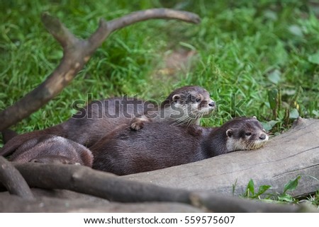 A family of Oriental Short Clawed Otters cuddling. Eurasian otter, European otter, Eurasian river otter Aonyx cinerea