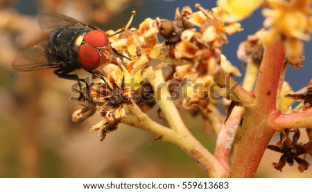 Insects with flowers