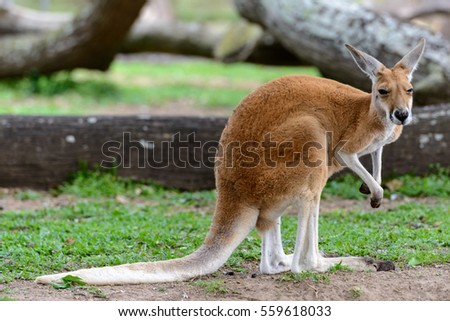 Young red kangaroo