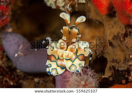 Harlequin shrimp close-up. Similan islands. Andaman sea. Thailand.