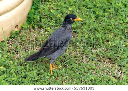 Mynah is one of Singapore's birds very friendly with people.