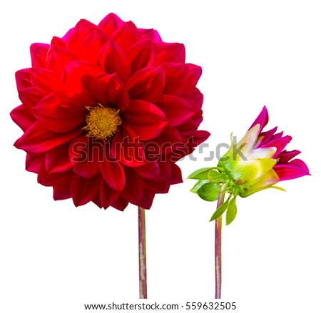 Flower red dahlia isolated on white background
