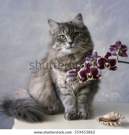 Cat and orchid