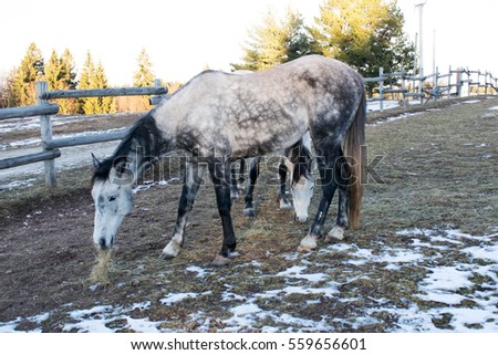 Two horses graze in winter