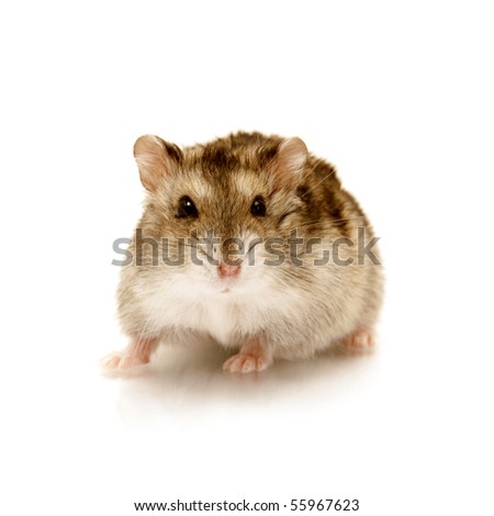 cute hamster isolated on white