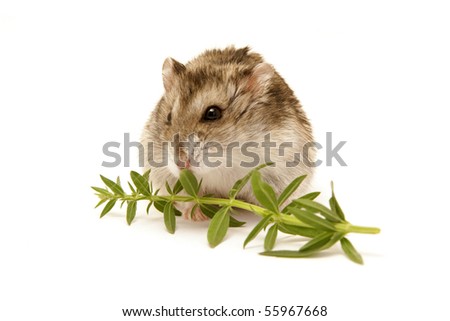 hamster eating vegetable isolated on white