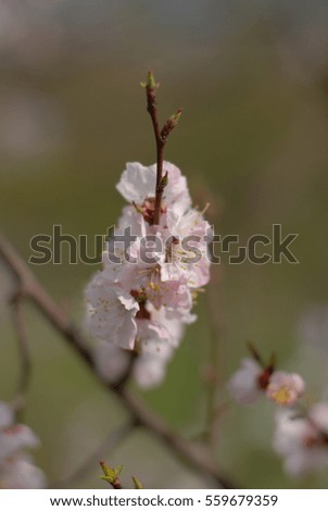 tree branch blossom