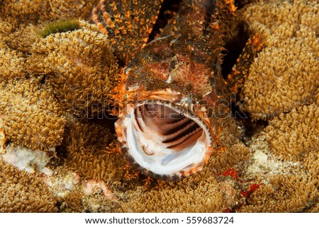 Stone fish close-up. Sipadan island. Celebes sea. Malaysia
