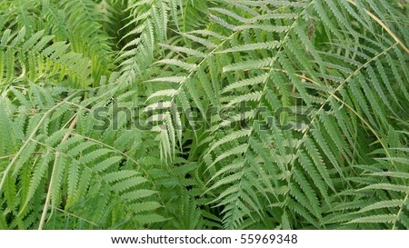 Fern leaves (Pteridophyta) useful as a background