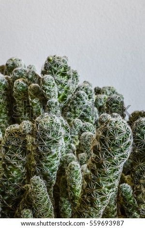 Mammillaria elongate cactus closeup