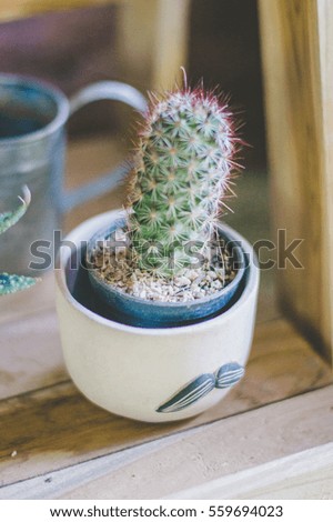 Cactus in small flower pots.